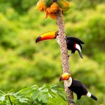 A fauna de Itacaré e a diversidade ambiental